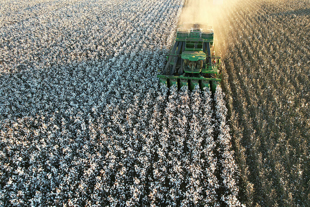 A cotton picker driving through a field of cotton.