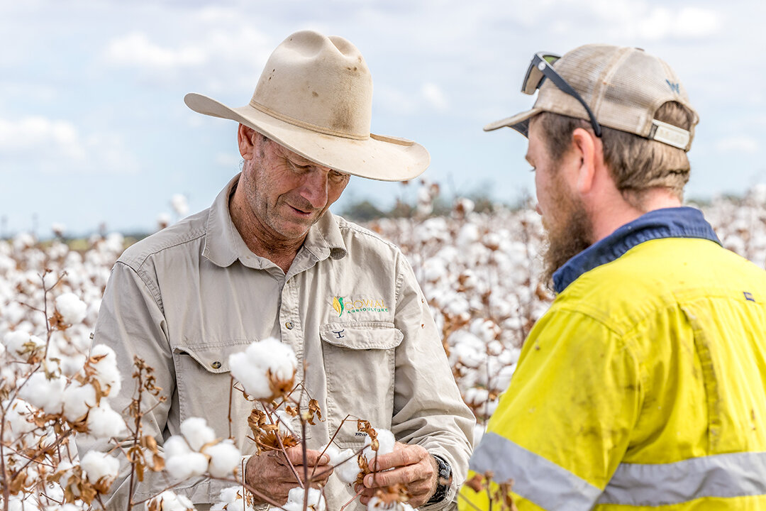 Two people in a cotton field. One is wearing a cowboy hat and Cowal Ag branded shirt. The other is in a high-viz jacket.