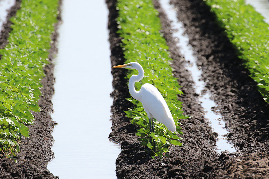 An Eastern Great Egret (bird) sits in a field of crops.