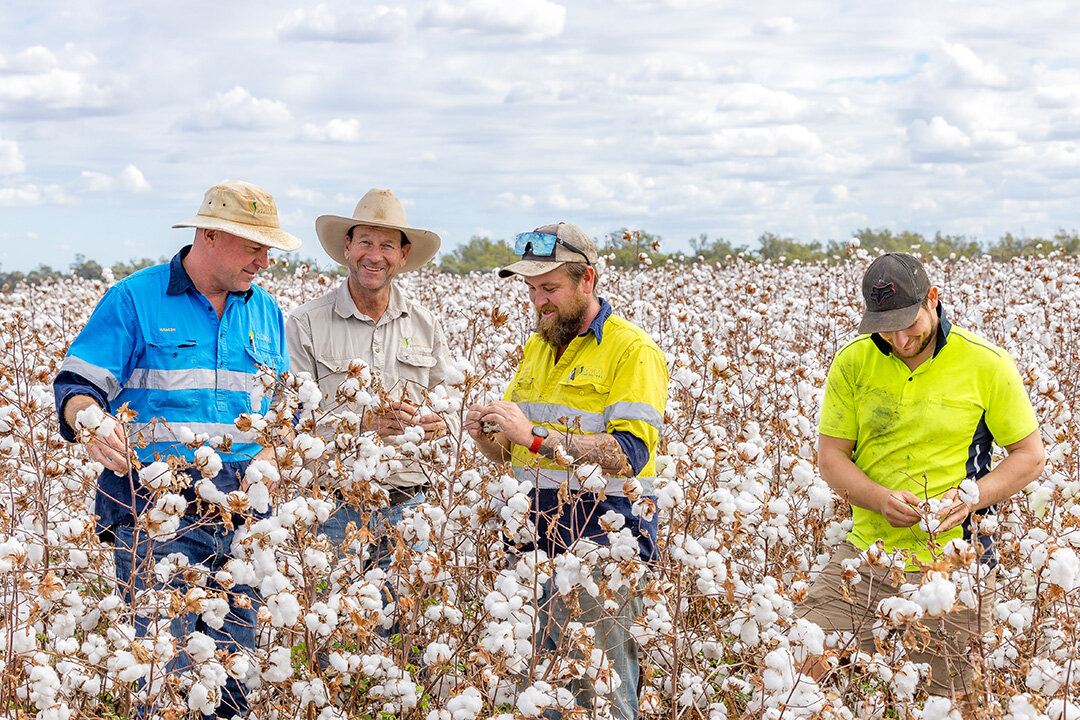 Four men standing together in a field of cotton