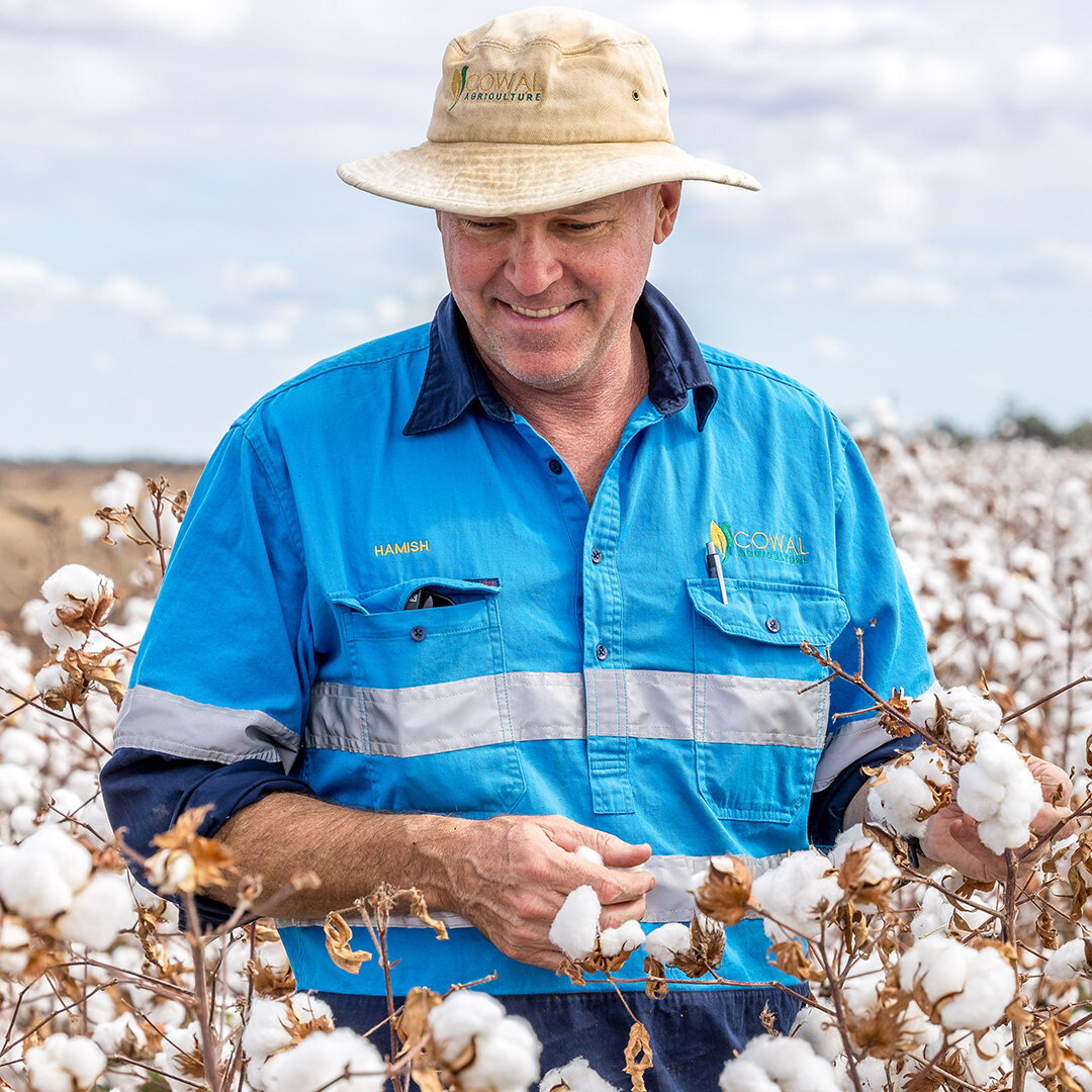 Cowal Ag's Hamish Millar stands in a field of cotton.