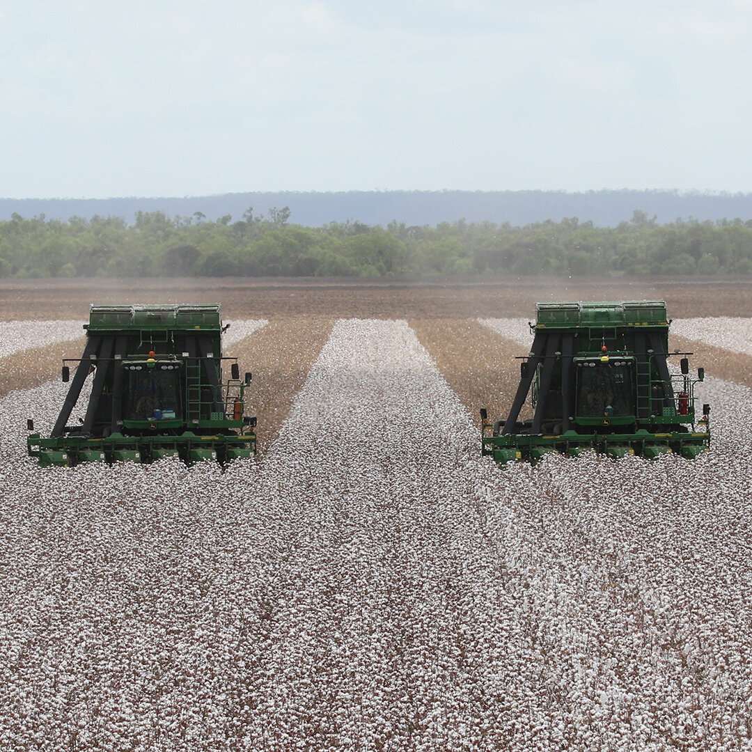 Two harvesters in a field of cotton