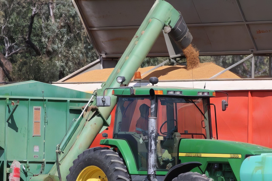 Transferring harvested chickpeas into a large holding bin