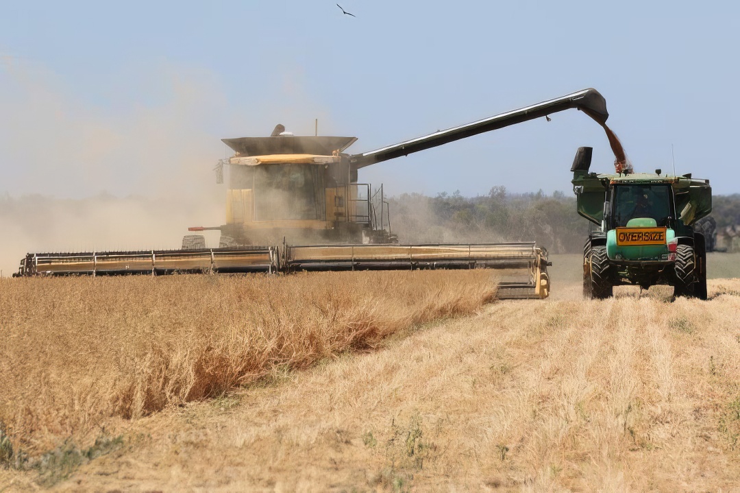 Haverster and tractor harvesting chickpeas