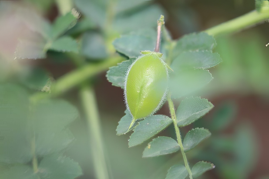 Chickpea plant