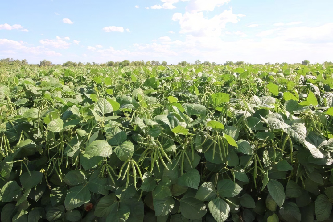 Field of mungbean crops