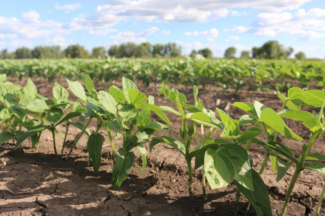 Field of young Mungbean crops