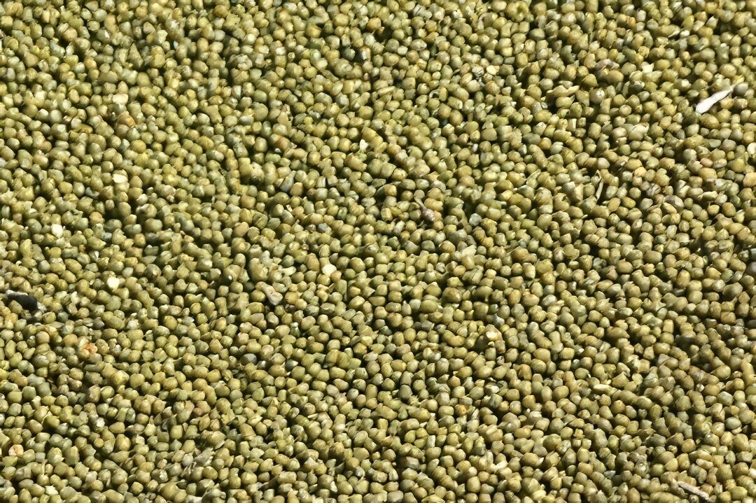 Mungbean seeds