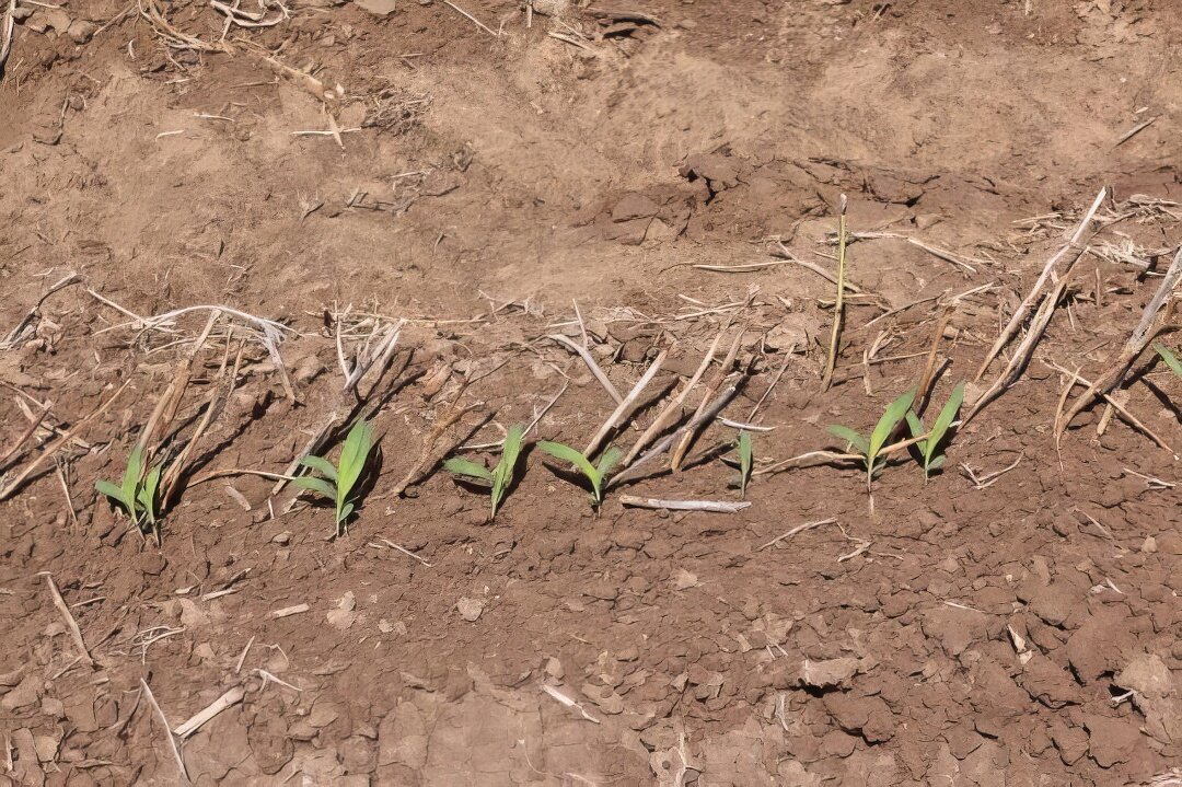Row of sprouting sorghum