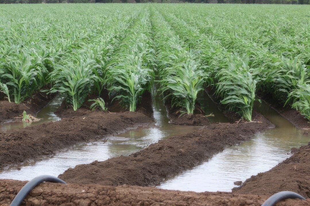 Sorghum crops