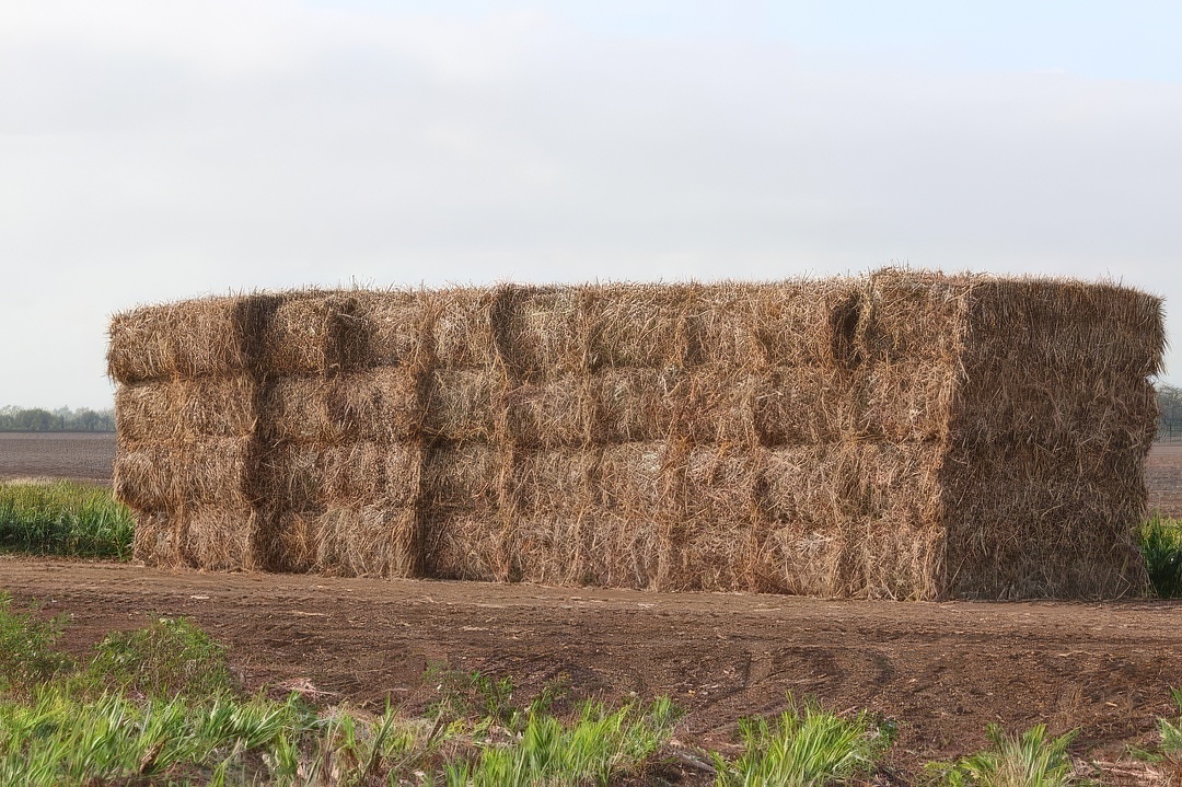 Stack of square sorghum bails