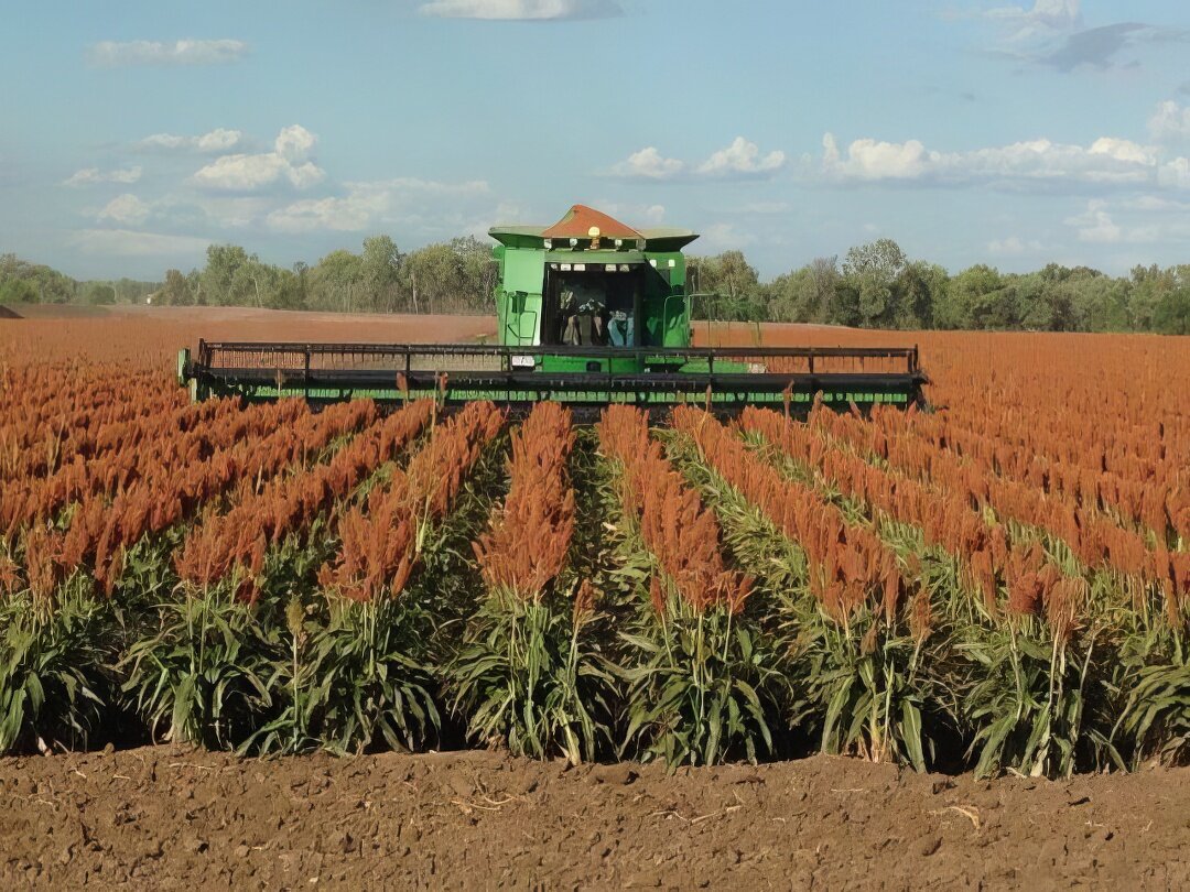 Harvester driving through sorghum crops