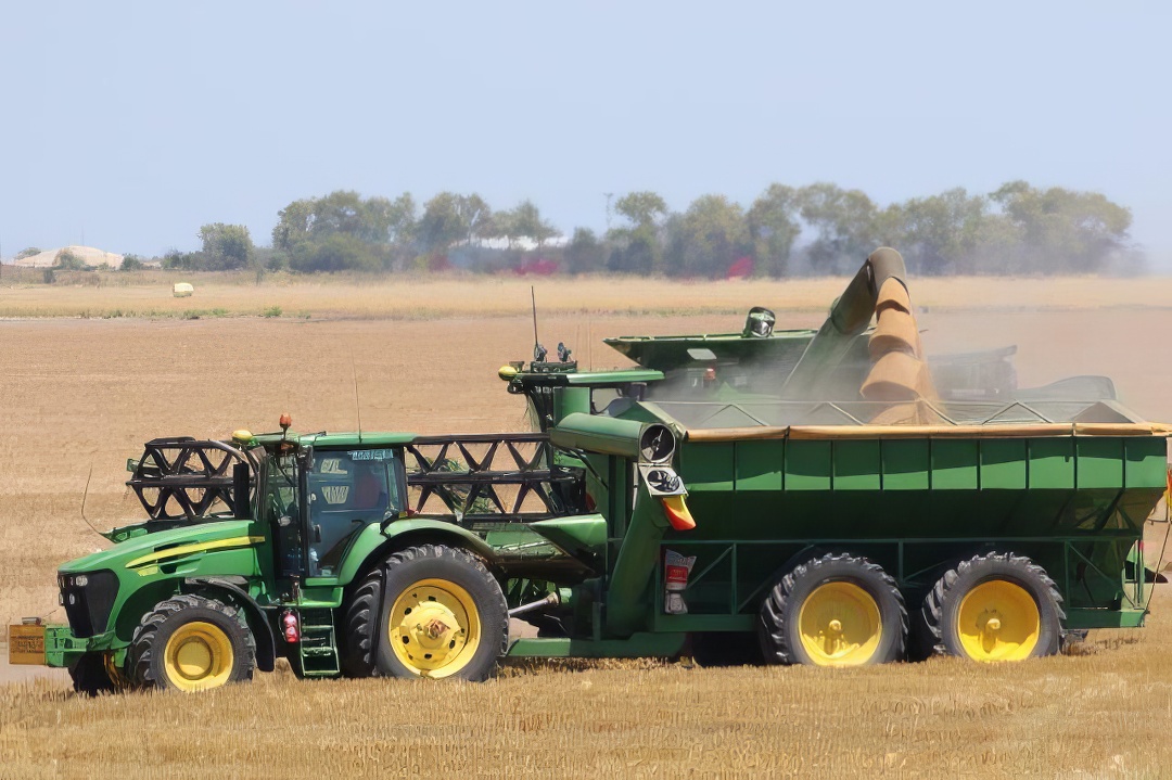 Harvester and tractor harvesting wheat in large field