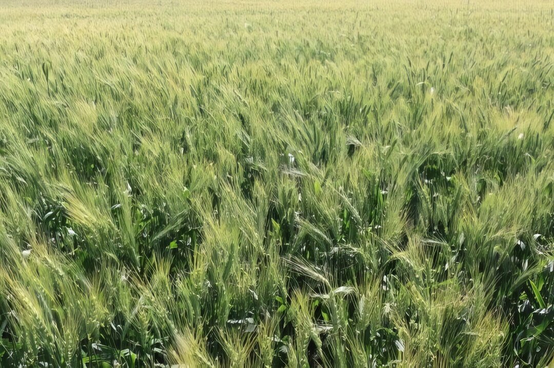 Wheat field