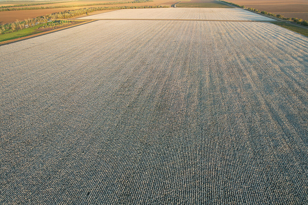 Aerial view of a large cotton field