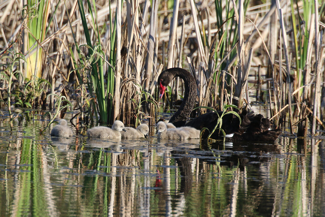 A swan and it's babies swim in a pond.